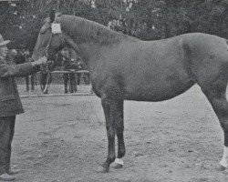 broodmare Amrika (Hanoverian, 1910, from Ammer)