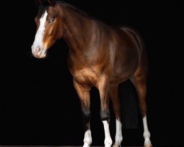 Pferd Lady‘s Starlight JK (Deutsches Reitpony, 2020, von Lady's Wise Guy)