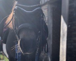 dressage horse H.Larissa (Dt.Part-bred Shetland pony, 2005, from Boy)