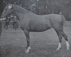 broodmare Amona 828 (Hanoverian, 1908, from Ammer)