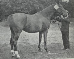 broodmare Amlande (Hanoverian, 1911, from Ammer)