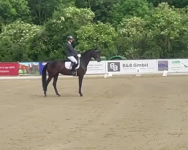 Video of Moonlight 437