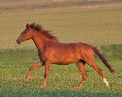 Dressurpferd Valegra (Rheinländer, 2022, von Vermeer)