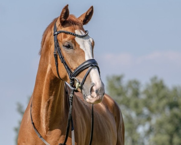 dressage horse Silas 264 (Westphalian, 2020, from Sir Heinrich OLD)