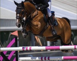 jumper Baloubette (Oldenburg show jumper, 2014, from Balou du Rouet)