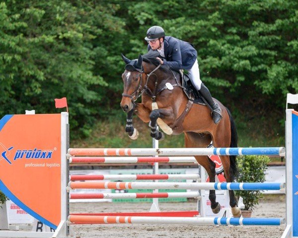 jumper Mandela (Swedish Warmblood, 2017, from Diamant de Semilly)