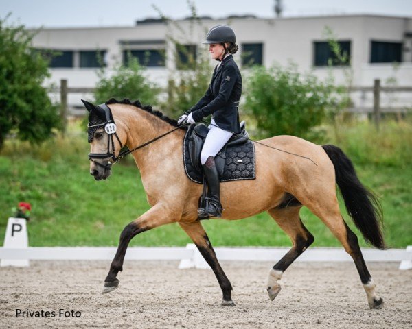 dressage horse Cookie 'n' Cream (German Riding Pony, 2015, from Cocktailzauber)