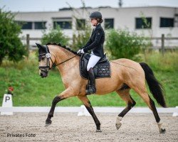 dressage horse Cookie 'n' Cream (German Riding Pony, 2015, from Cocktailzauber)