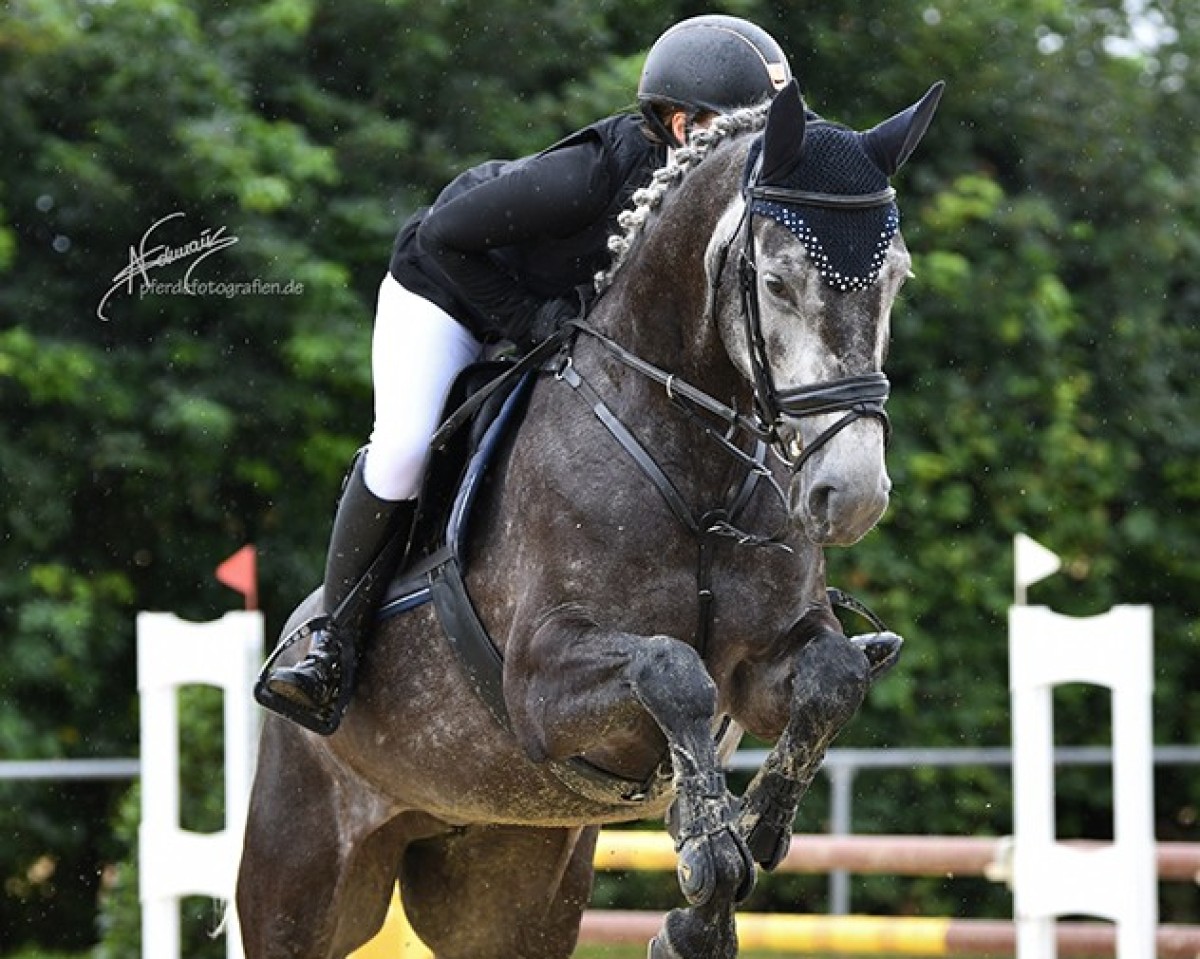 jumper Let's Fly 19 (Holsteiner, 2018, from Come And Fly)