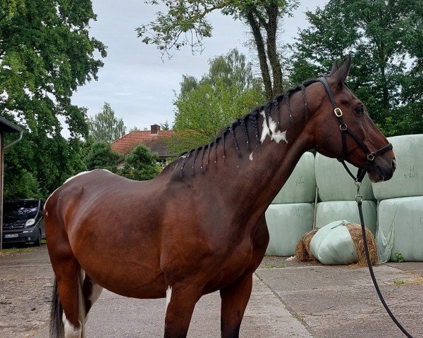 horse Charmeur (Westphalian, 2005, from Charming Irco)