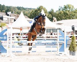 Springpferd Carressini (Holsteiner, 2017, von Caretino)