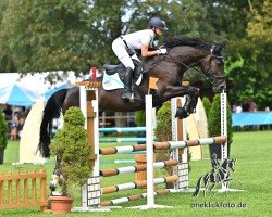 Pferd Dignified's Lady Chrystal (Irish Sport Horse, 2019, von Dignified van't Zorgvliet)