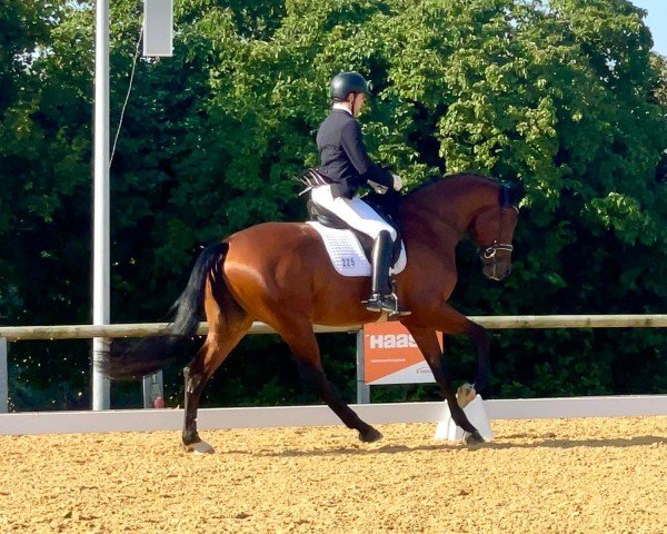 dressage horse Fiaramonte (Oldenburg, 2020, from Franziskus FRH)