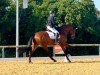 dressage horse Fiaramonte (Oldenburg, 2020, from Franziskus FRH)