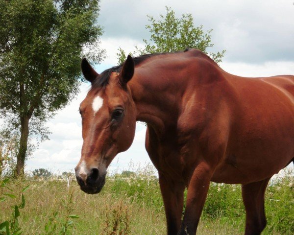 jumper Lausbub 309 (Hessian Warmblood, 1994, from Le Cou Cou)