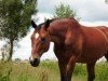 jumper Lausbub 309 (Hessian Warmblood, 1994, from Le Cou Cou)