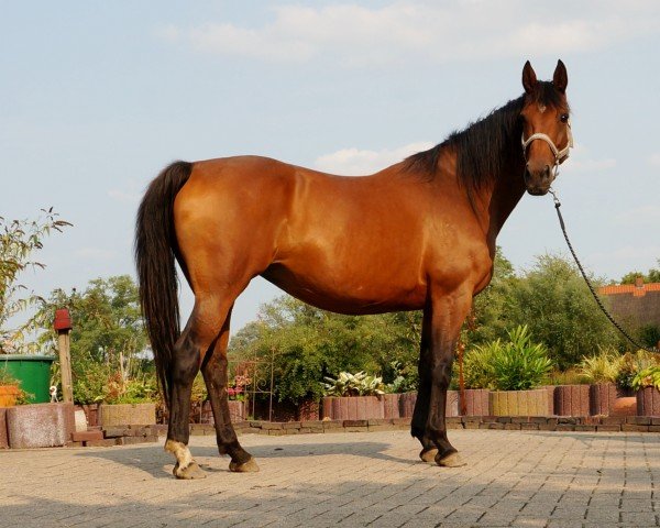 broodmare Citrin Diamond B (Hanoverian, 2016, from Check In 2)