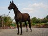 broodmare Shine on 8 (Oldenburg show jumper, 2010, from Sir Shutterfly)