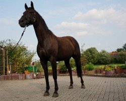 broodmare Shine on 8 (Oldenburg show jumper, 2010, from Sir Shutterfly)