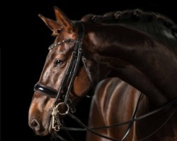 dressage horse Quintus 205 (Hanoverian, 2017, from Quantensprung 3)