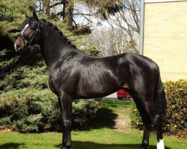 dressage horse Tommy (Hanoverian, 2020, from Zoom)