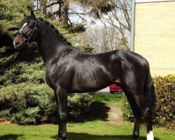 dressage horse Tommy (Hanoverian, 2020, from Zoom 8)