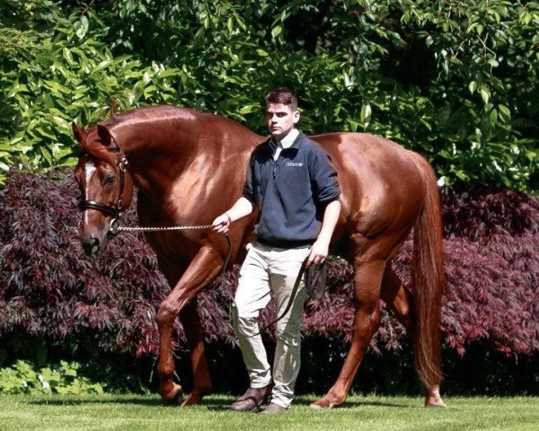 stallion Australia xx (Thoroughbred, 2011, from Galileo xx)