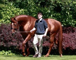 stallion Australia xx (Thoroughbred, 2011, from Galileo xx)