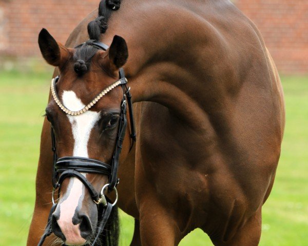 dressage horse Stute von Neverland WE / Chantre B (German Riding Pony, 2020, from Neverland WE)