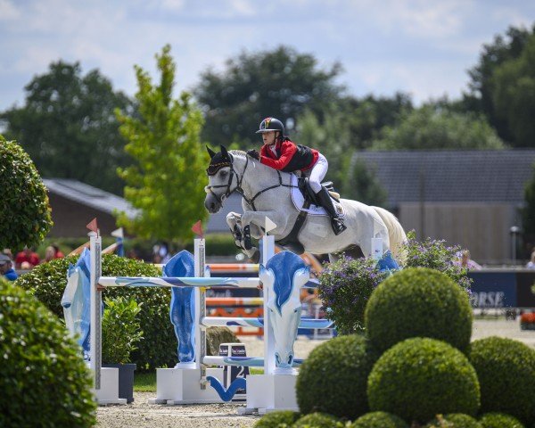 jumper Voodstock de L'Astree (Selle Français, 2009, from Quinola du Park)