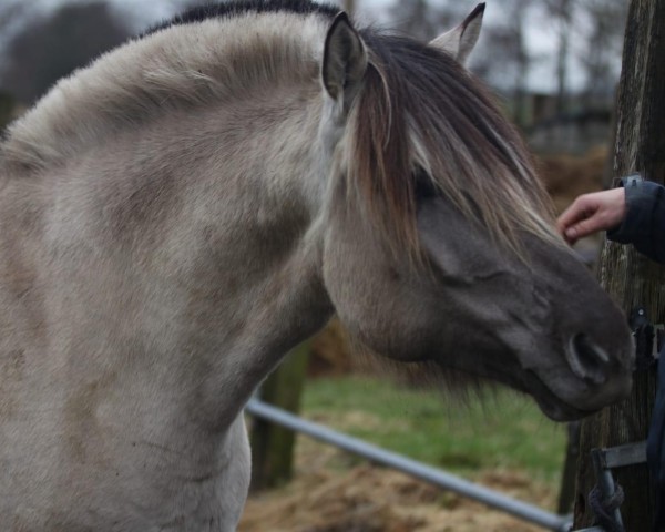 Zuchtstute Perle F.Y. (Fjordpferd, 2019, von Rudsmo Rune)