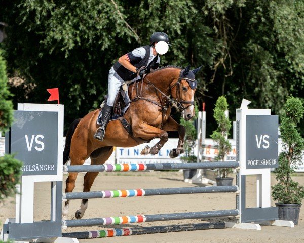 jumper Diacontina 20 (Oldenburg show jumper, 2019, from Diamant de Semilly)