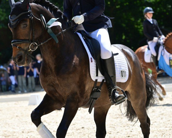 dressage horse Baroe (New Forest Pony, 2010, from Jacodi's Bo's Barclay)