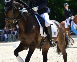 dressage horse Baroe (New Forest Pony, 2010, from Jacodi's Bo's Barclay)