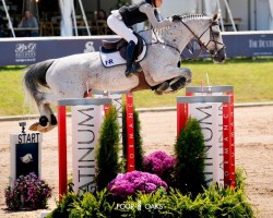 jumper Oryzon van het Schaeck (Belgian Warmblood, 2014, from Zirocco Blue)