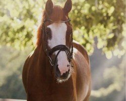 dressage horse Lancaster (Hanoverian, 2014, from Livaldon)