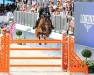 Springpferd Amaretto Daisy (Irish Sport Horse, 2013, von Amaretto D'Arco)