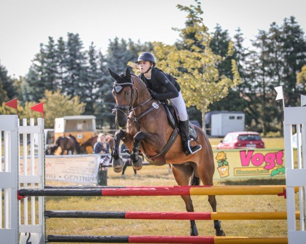 Springpferd Donovan Luke (Irish Sport Horse, 2011, von Jackson's Drift)