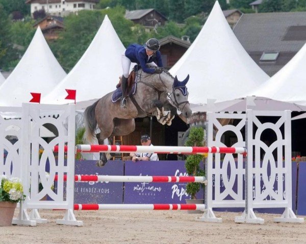 jumper Stakonja PS (Oldenburg show jumper, 2017, from Stakkatol)