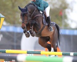 jumper Chatallano PS (Oldenburg show jumper, 2012, from Chacco-Blue)