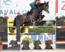 jumper Lugano van't Steen Putje (Belgian Warmblood, 2011, from Darco)