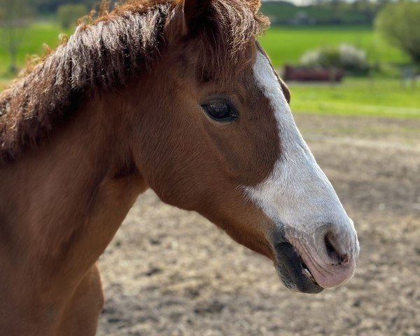 dressage horse Tina RL (Welsh-Pony (Section B), 2010, from Elphicks Facade)