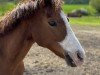 Dressurpferd Tina RL (Welsh Pony (Sek.B), 2010, von Elphicks Facade)