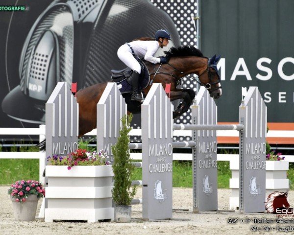 Springpferd Sirthago de Brekka (Selle Français, 2006, von Nartago)