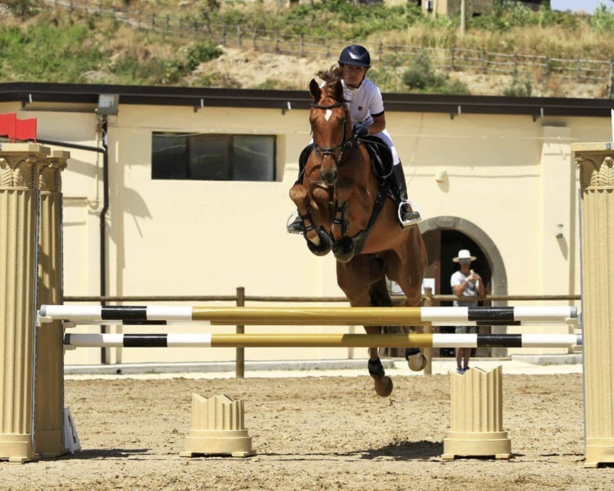Springpferd Cordon de L'Esprit Z (Zangersheide Reitpferd, 2014, von Chellano Alpha Z)