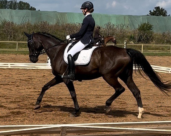 dressage horse Dr.Socke S (German Sport Horse, 2014, from Decurio 3)