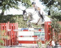 jumper Checker MT (German Sport Horse, 2017, from Cullinan du Borget B)