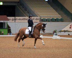 dressage horse Lord Linus 9 (Bavarian, 2012, from L'espoir)