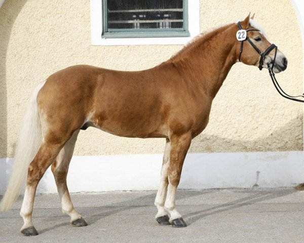 Deckhengst Nottings Napoleon (Haflinger, 2013, von El.H. Notting Hill)