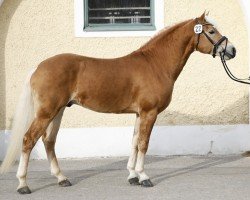 stallion Nottings Napoleon (Haflinger, 2013, from El.H. Notting Hill)